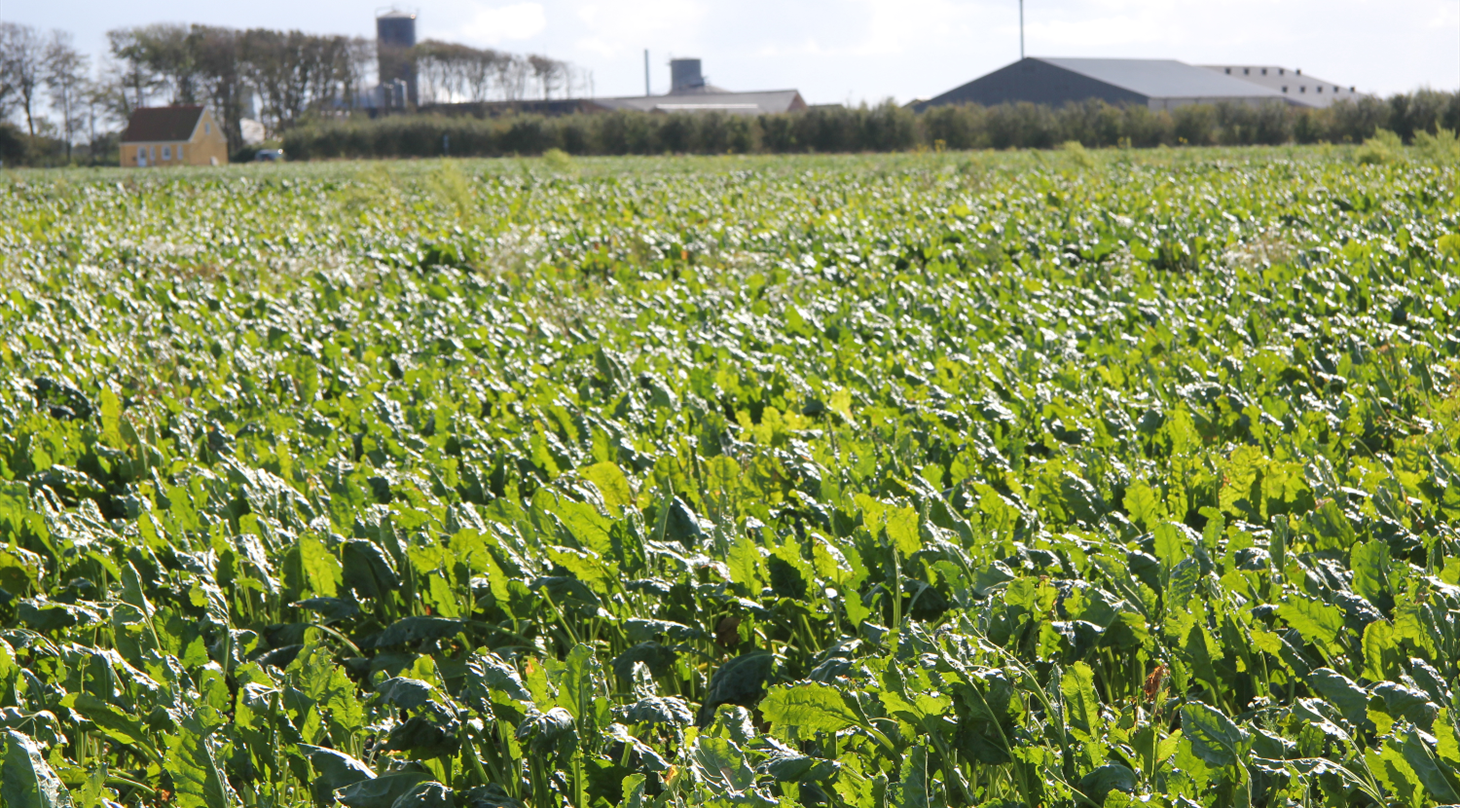 Roemark med biogasanl�g